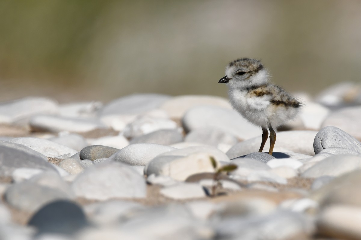 Piping Plover - ML620507073