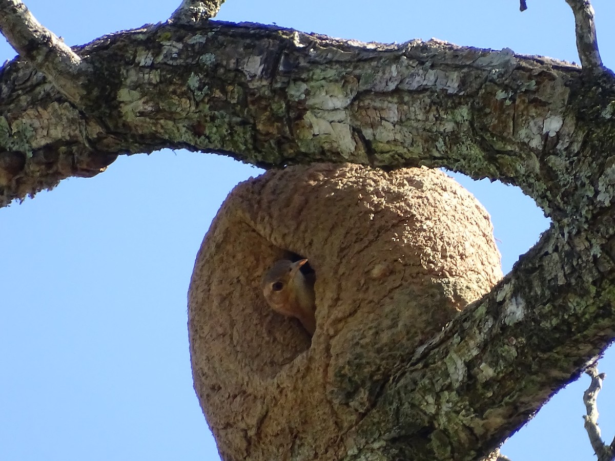 Rufous Hornero - ML620507076