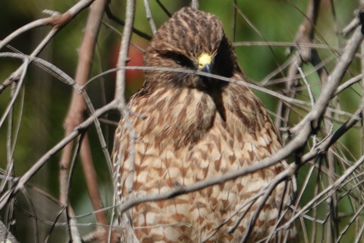 Red-shouldered Hawk - ML620507077