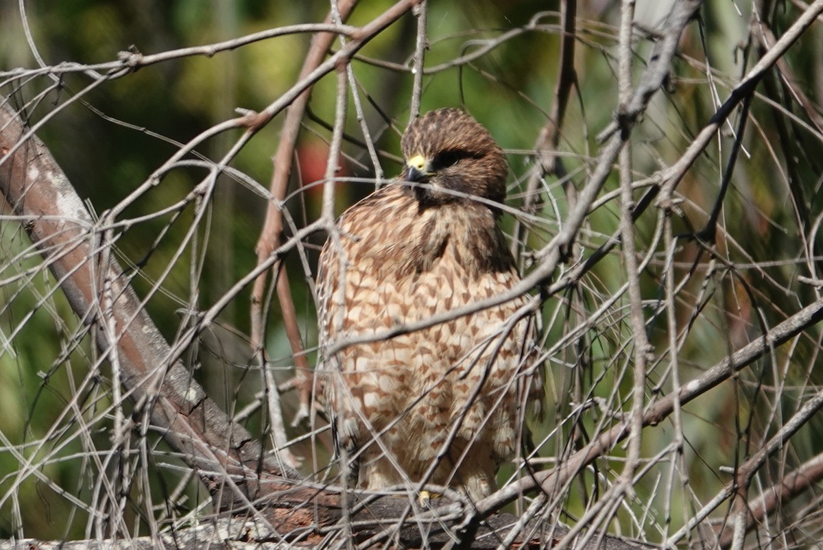 Red-shouldered Hawk - ML620507078