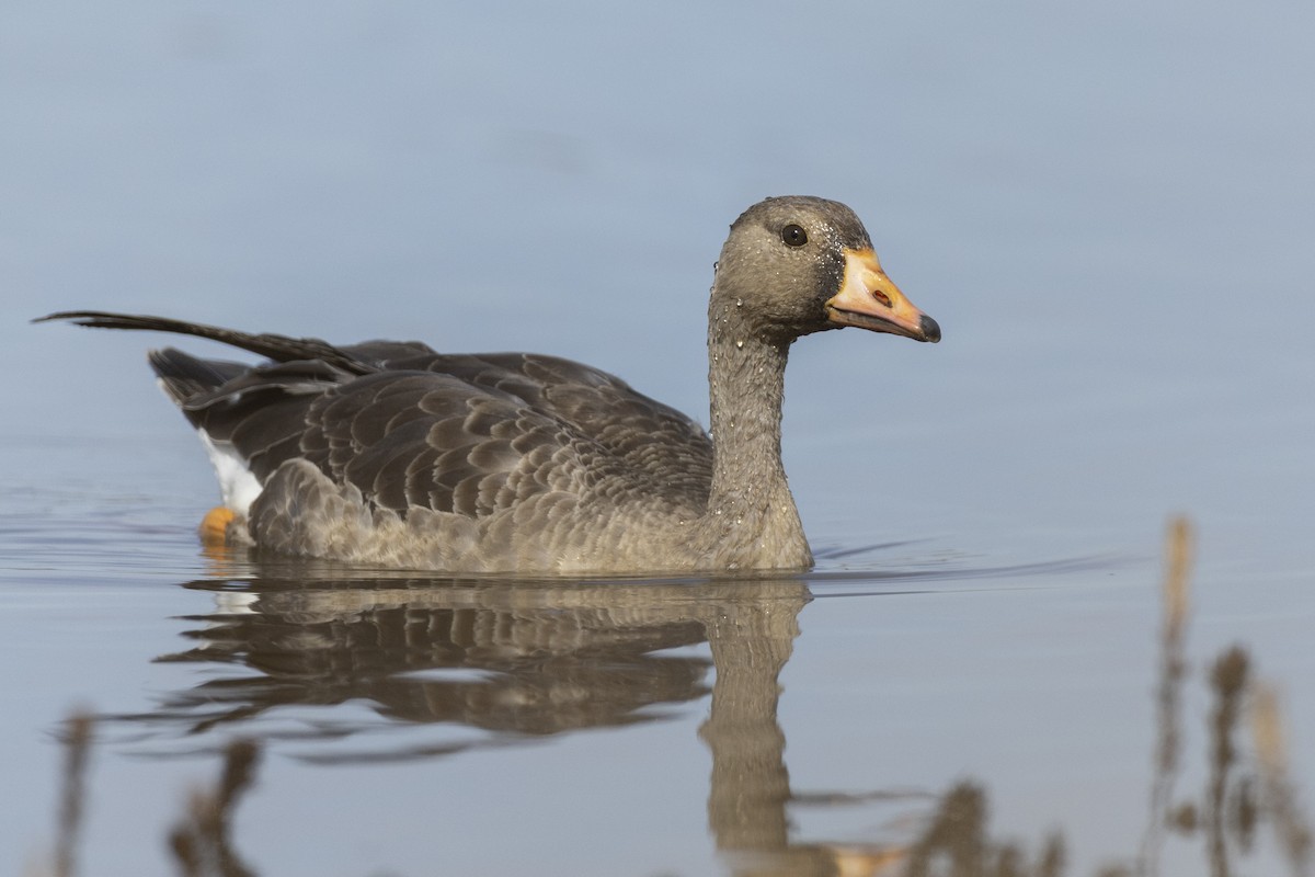 Greater White-fronted Goose (Western) - ML620507082