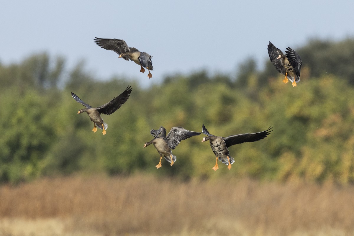 Greater White-fronted Goose (Western) - ML620507084