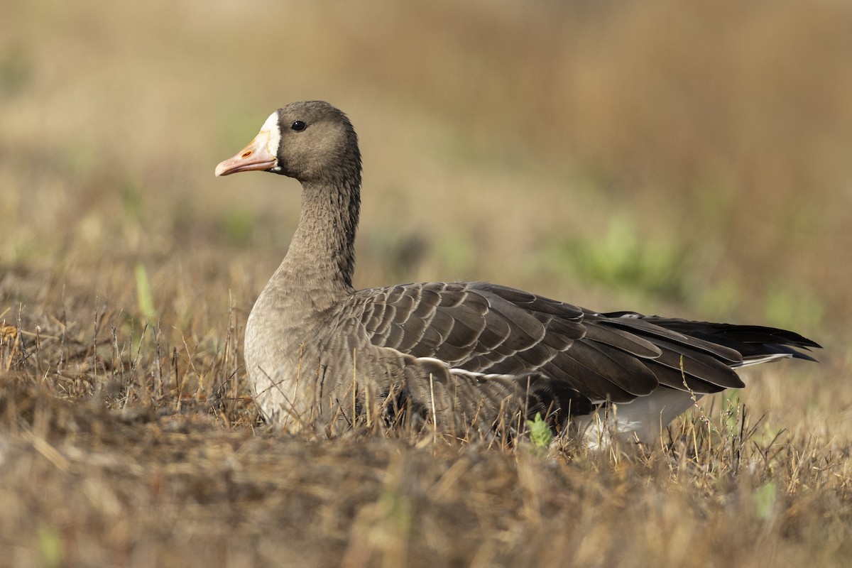Greater White-fronted Goose (Western) - ML620507085