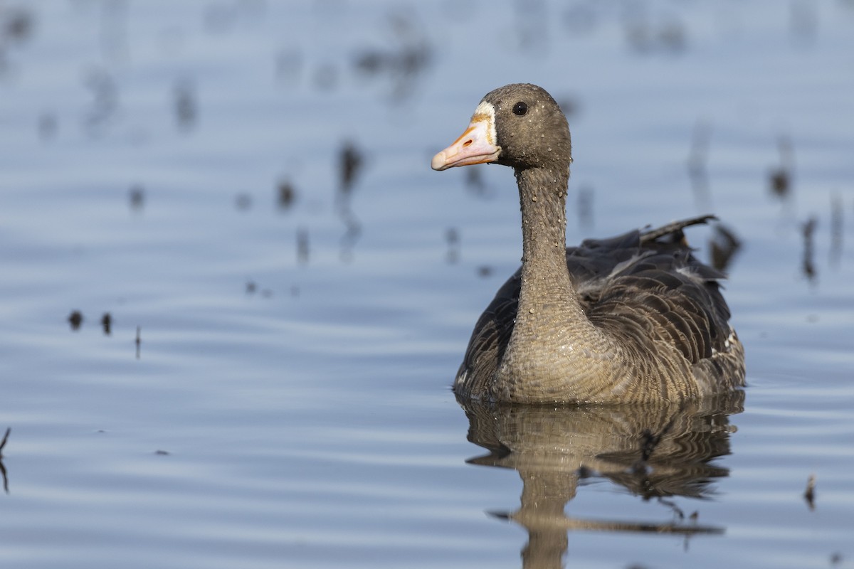 Greater White-fronted Goose (Western) - ML620507086