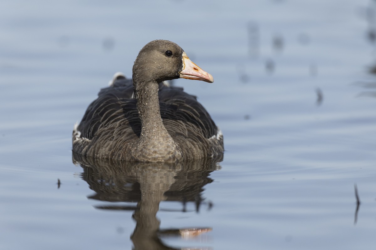 Greater White-fronted Goose (Western) - Michael Stubblefield