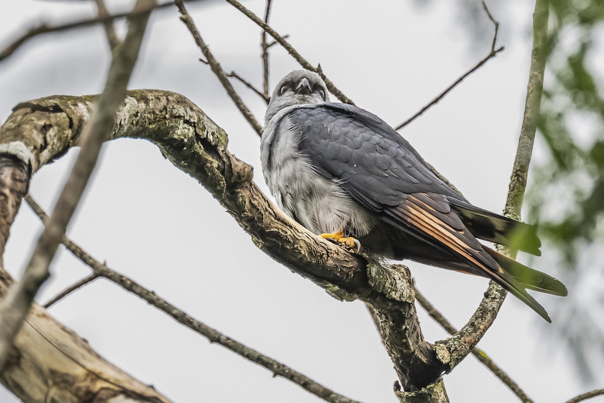 Plumbeous Kite - Amed Hernández