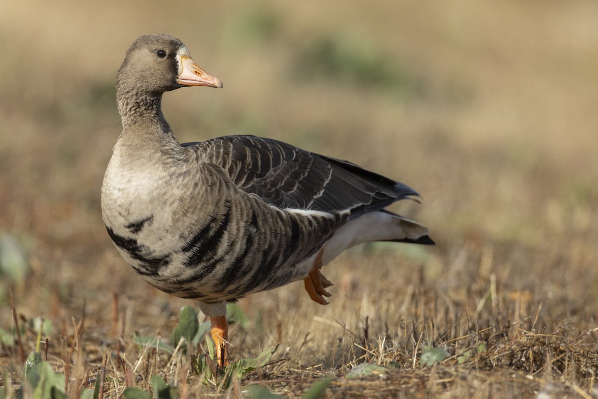 Greater White-fronted Goose (Western) - ML620507089