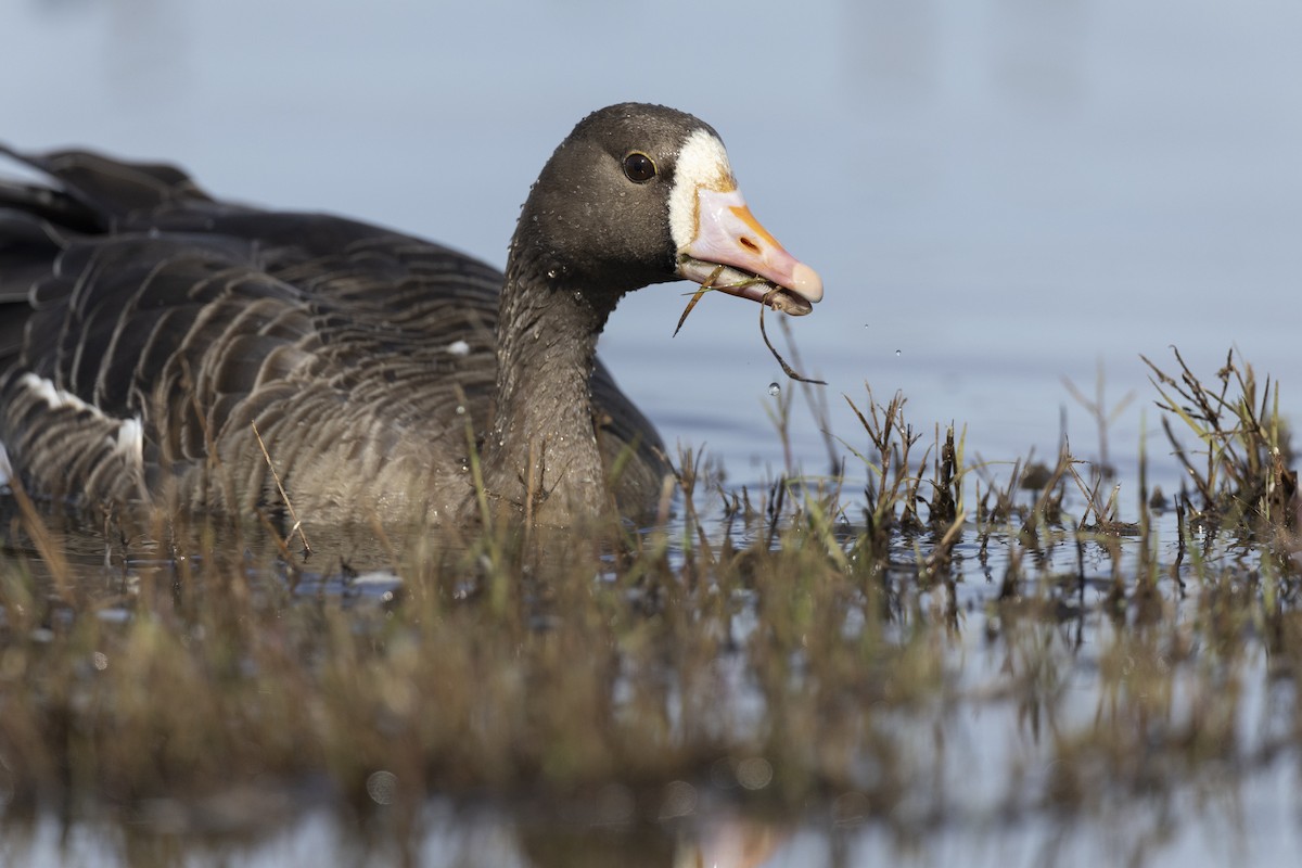 Greater White-fronted Goose (Western) - ML620507090