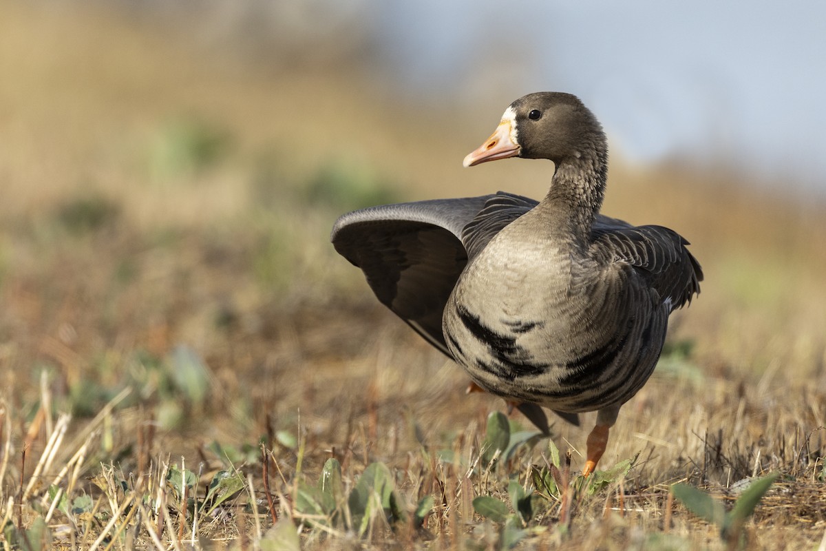 Greater White-fronted Goose (Western) - ML620507091