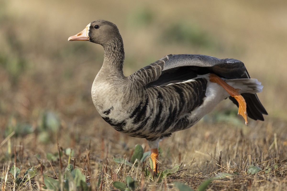 Greater White-fronted Goose (Western) - ML620507092