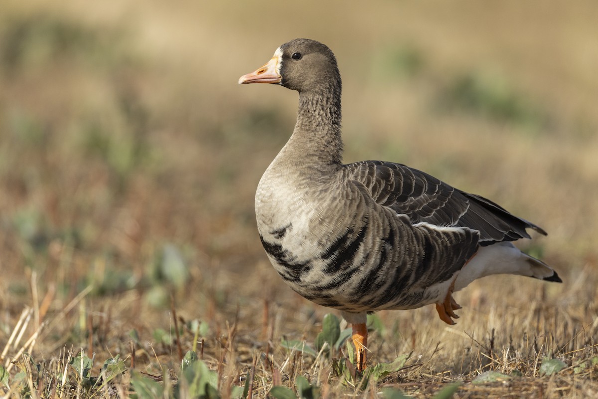 Greater White-fronted Goose (Western) - ML620507093