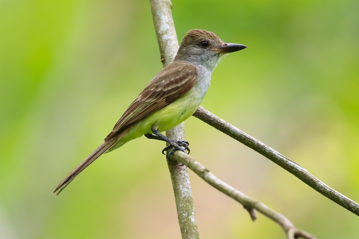 Brown-crested Flycatcher - ML620507105