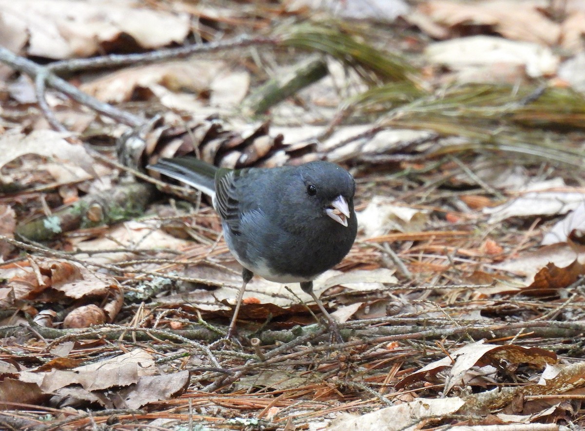 Junco Ojioscuro (hyemalis/carolinensis) - ML620507108