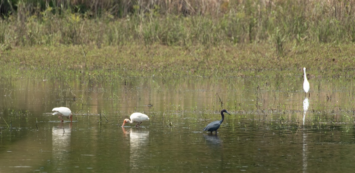 White Ibis - ML620507109