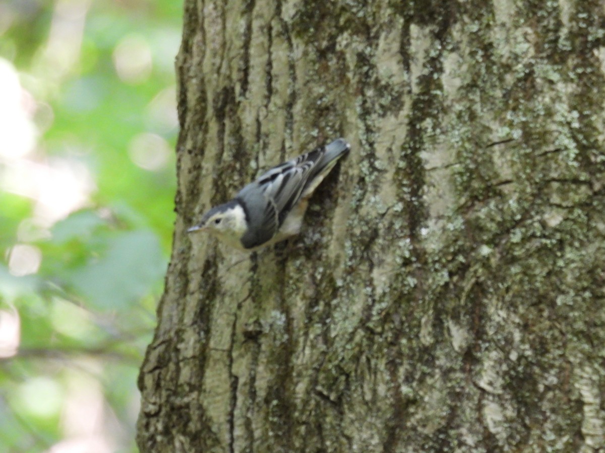 White-breasted Nuthatch - ML620507115