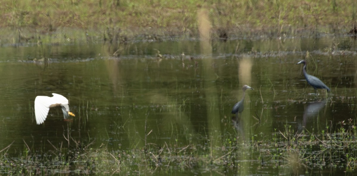 Snowy Egret - ML620507119