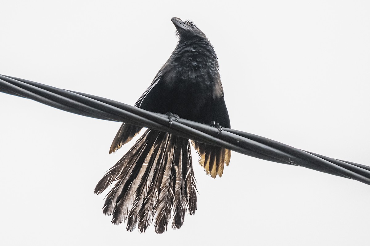 Smooth-billed Ani - ML620507121