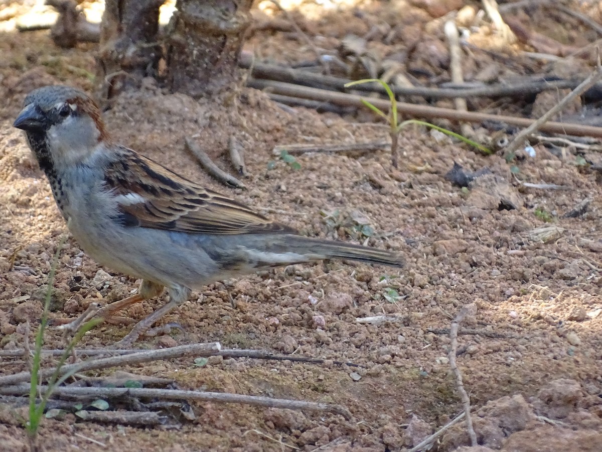 House Sparrow - ML620507123