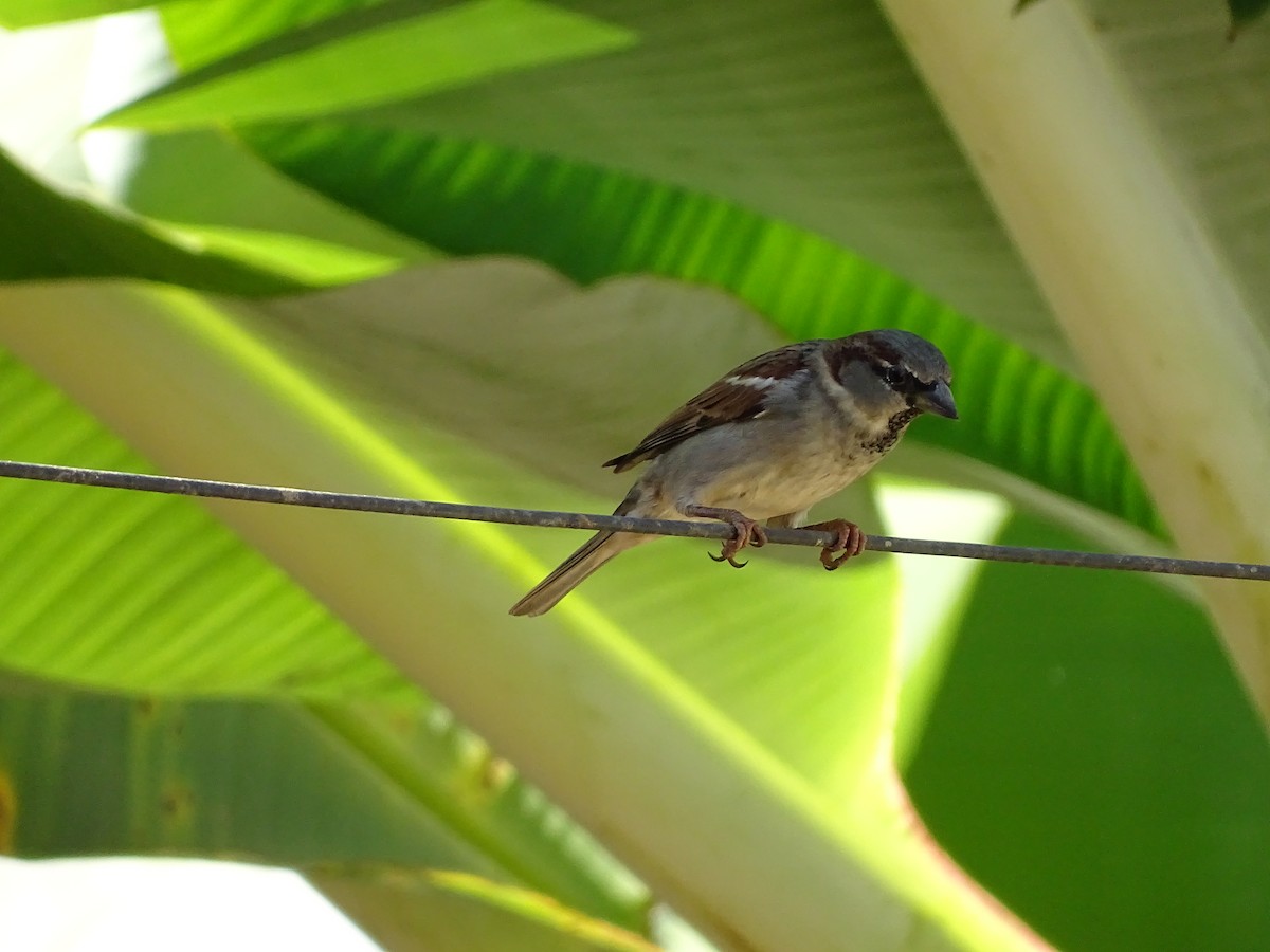 Moineau domestique - ML620507124