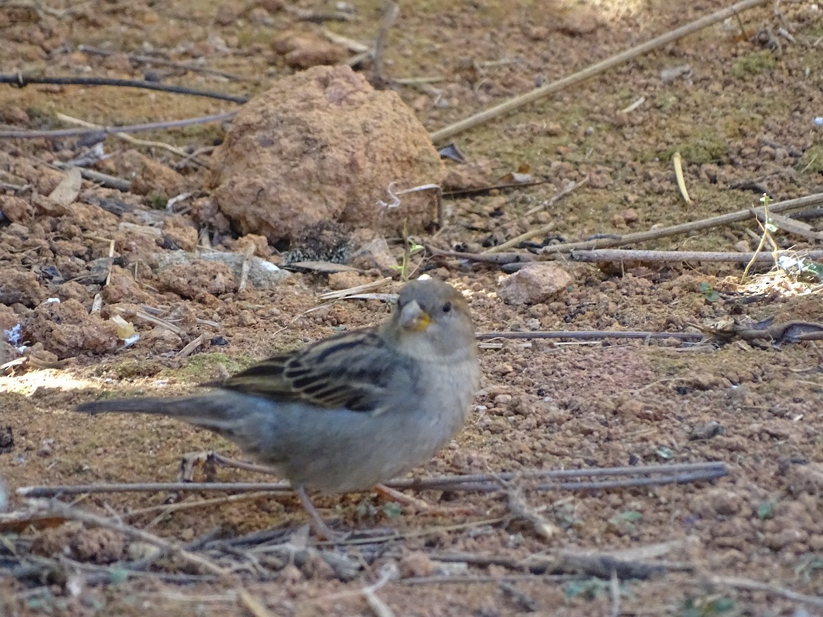 Gorrión Común - ML620507125