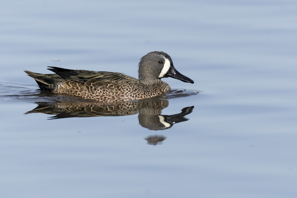 Blue-winged Teal - ML620507126