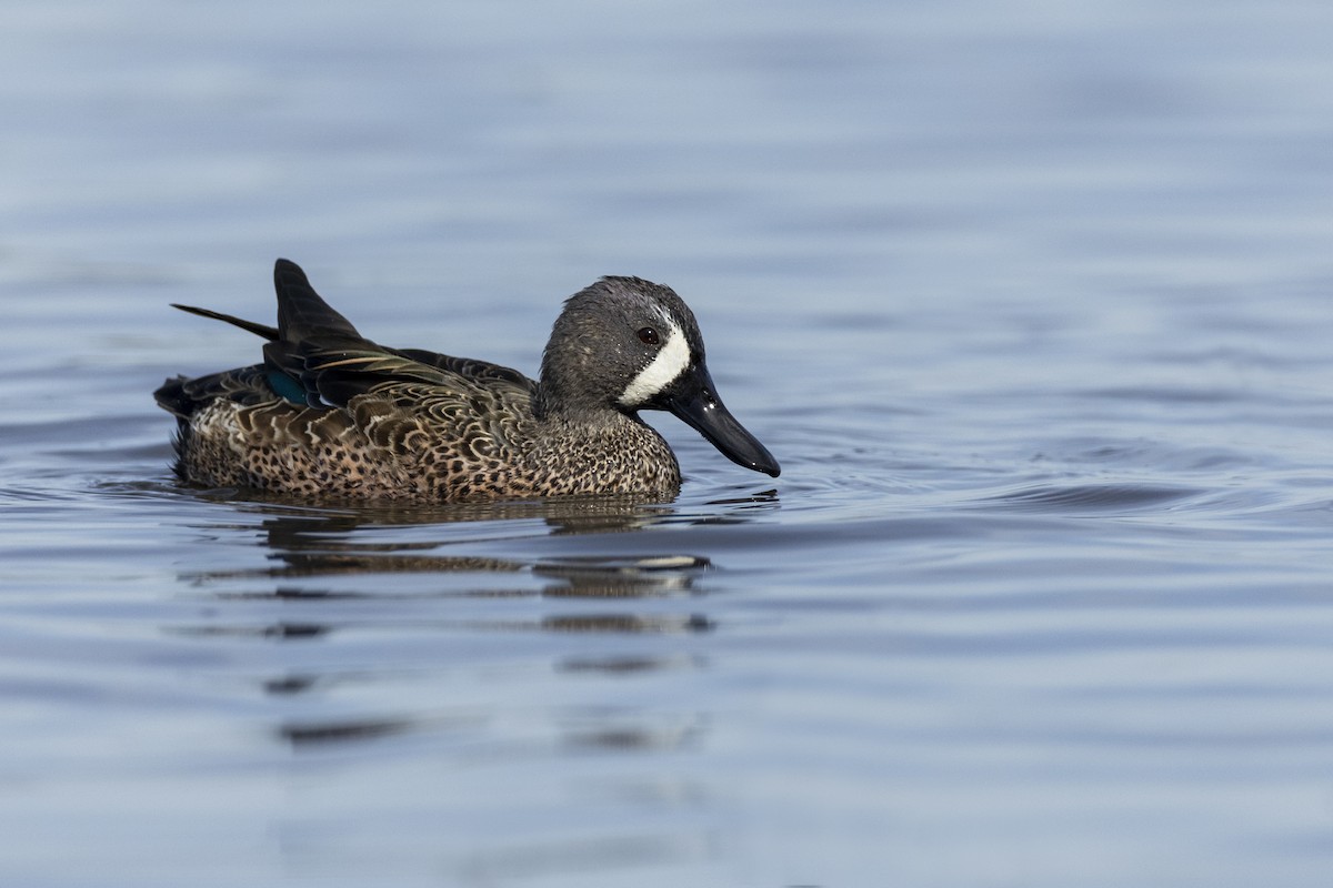 Blue-winged Teal - ML620507128