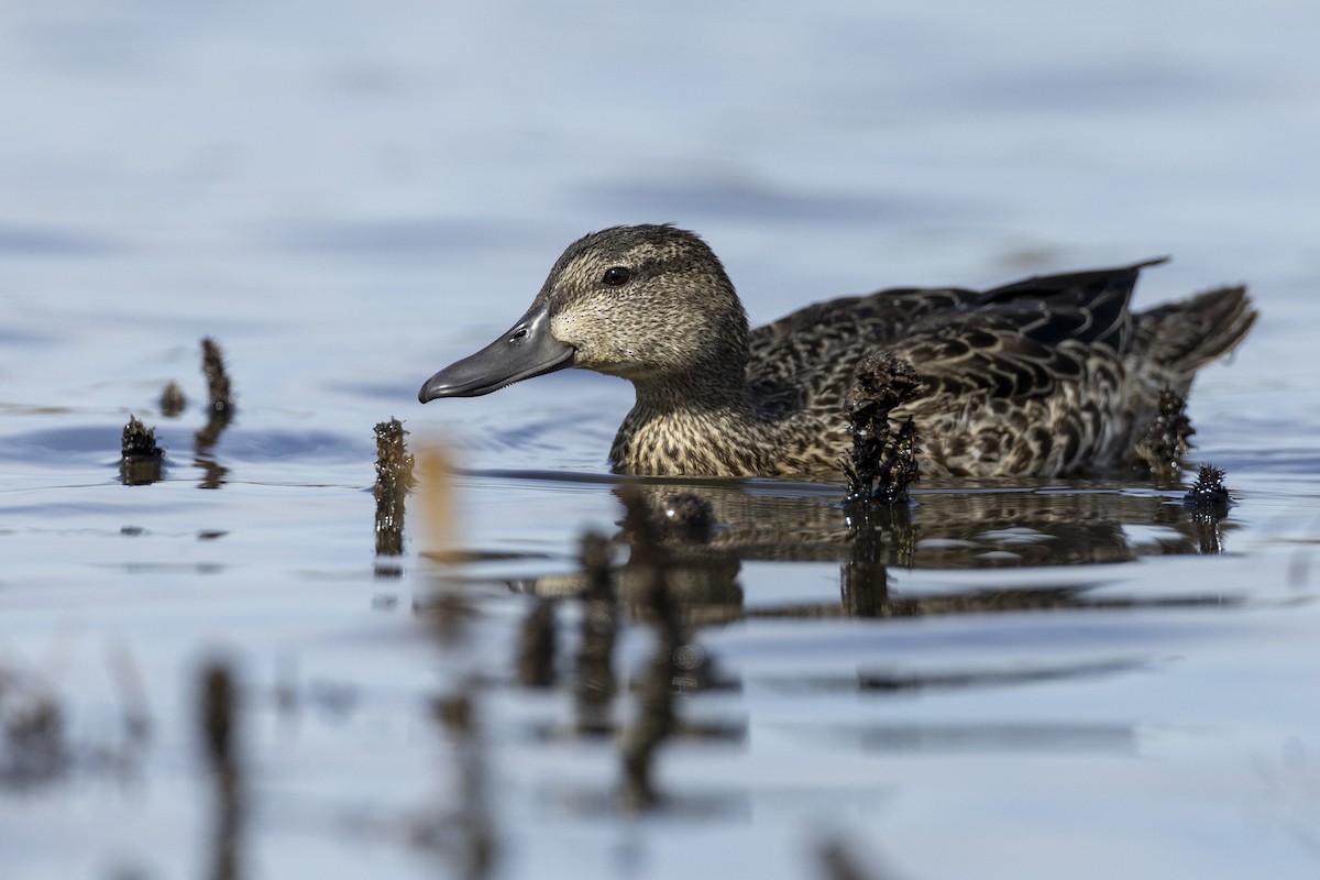 Blue-winged Teal - ML620507129