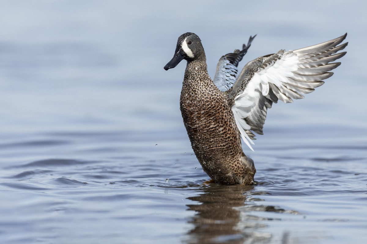 Blue-winged Teal - ML620507131