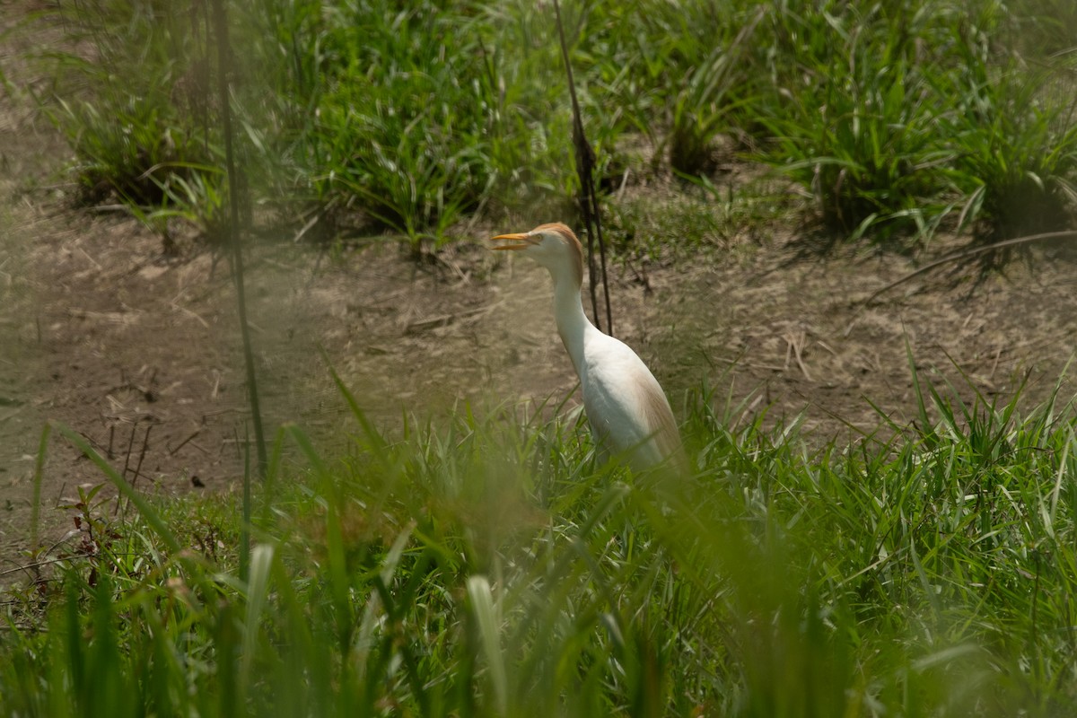 Western Cattle Egret - ML620507135