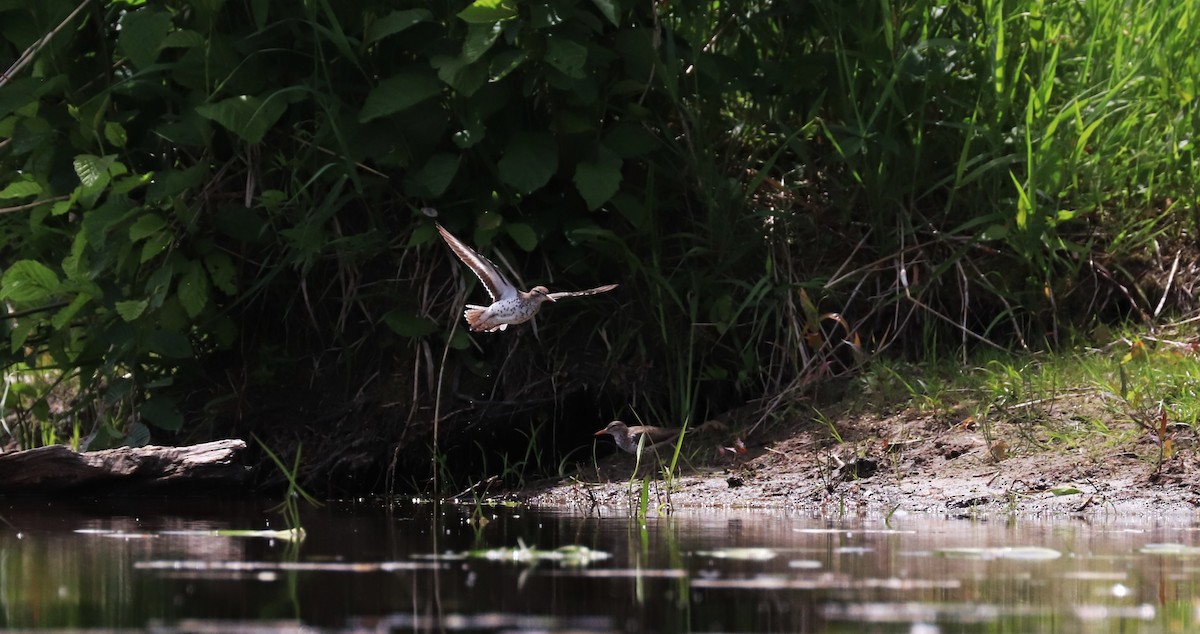 Spotted Sandpiper - ML620507136