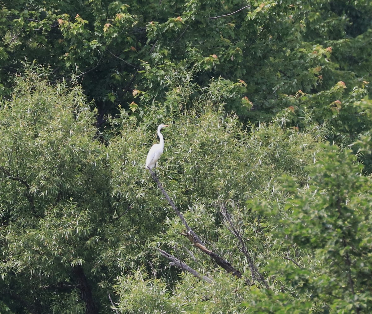 Great Egret - ML620507142