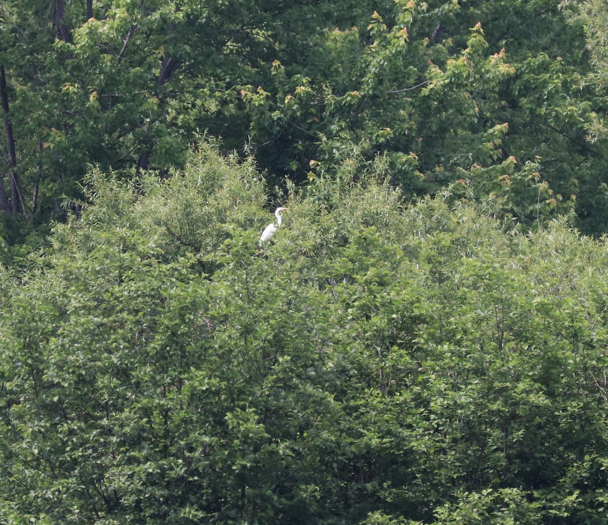 Great Egret - ML620507144