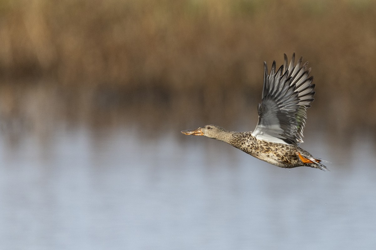 Northern Shoveler - ML620507162