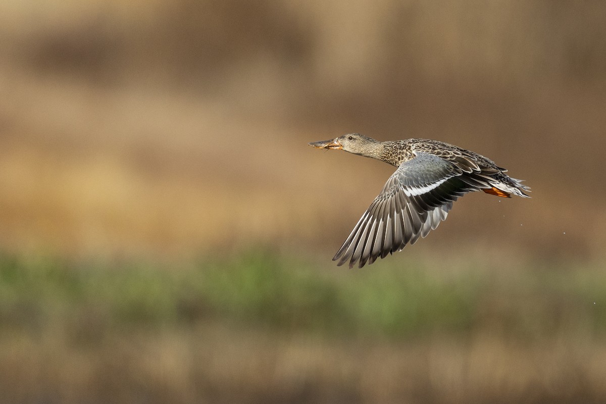 Northern Shoveler - ML620507165