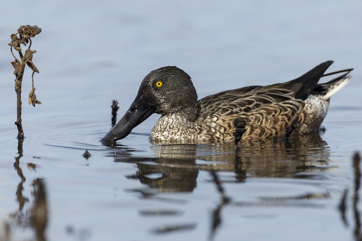 Northern Shoveler - ML620507166