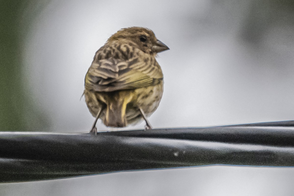 Saffron Finch - ML620507174