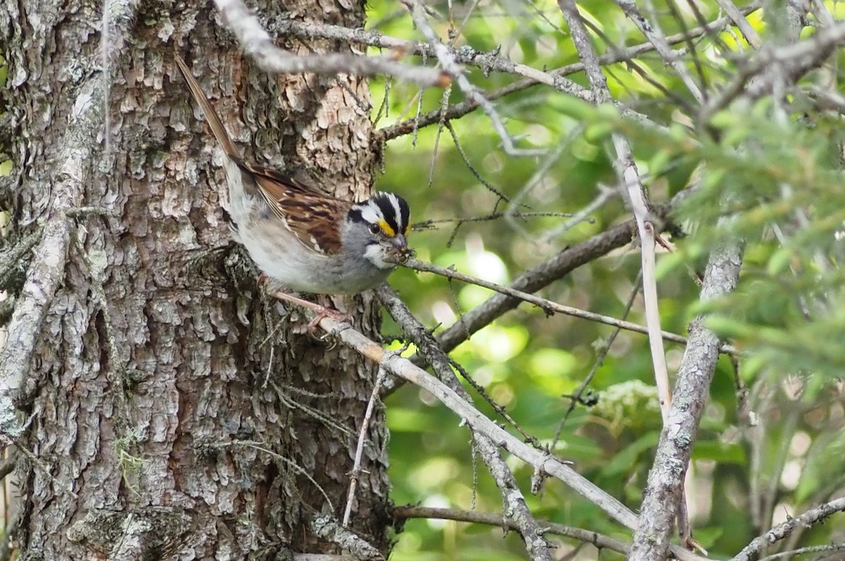 White-throated Sparrow - ML620507177