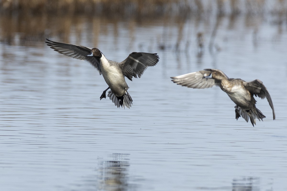 Northern Pintail - ML620507178