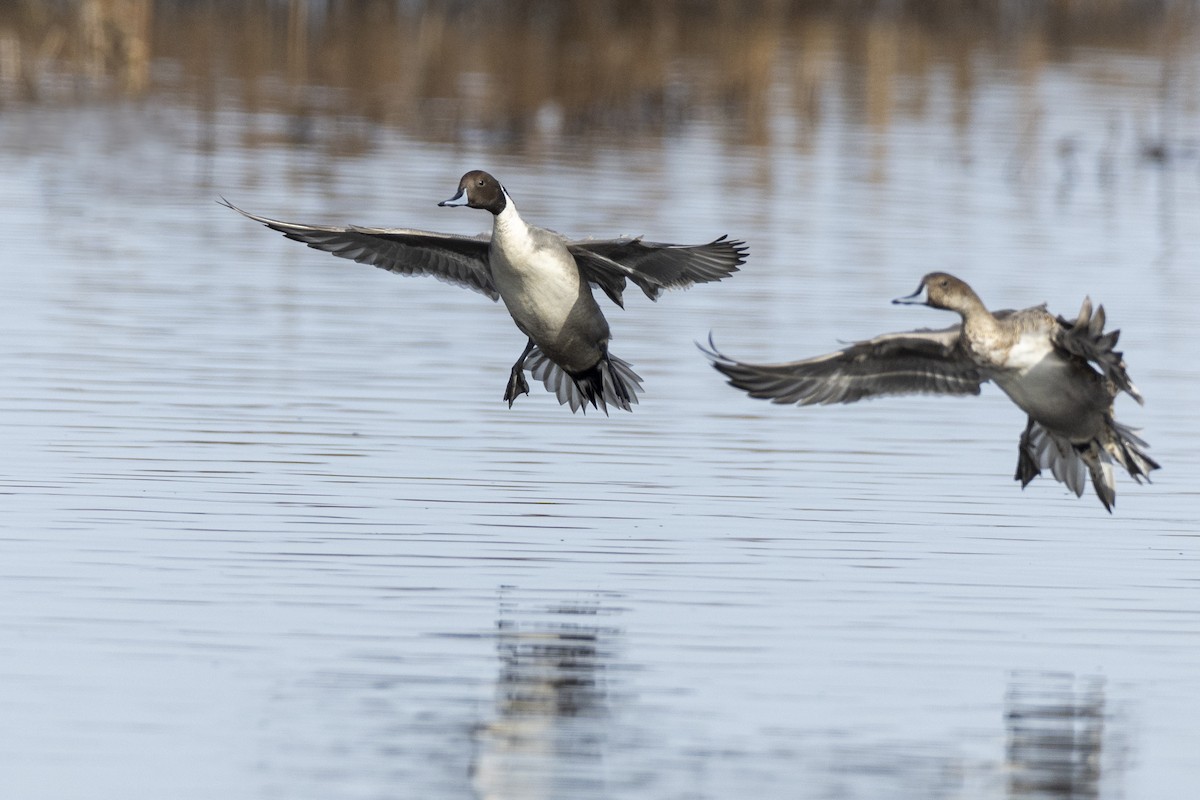 Northern Pintail - Michael Stubblefield