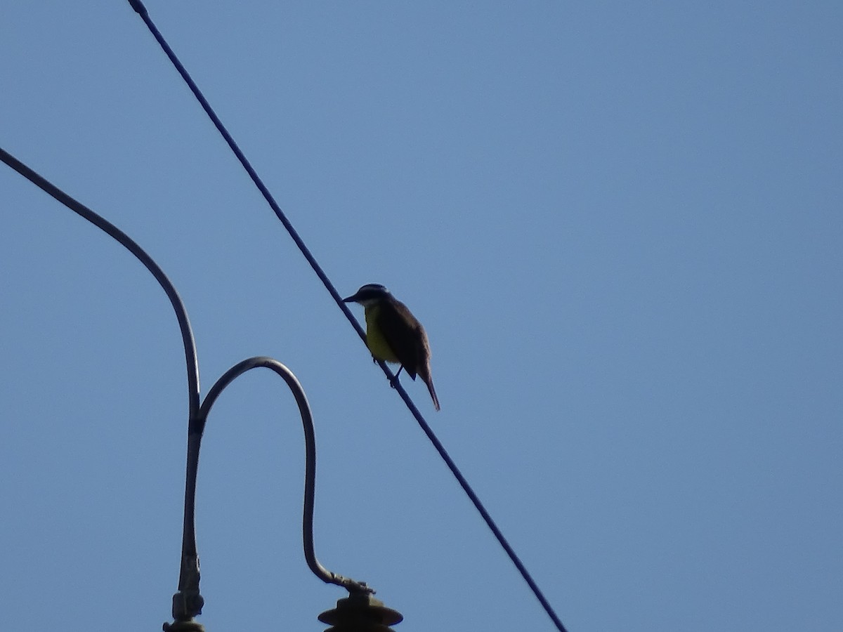 Great Kiskadee - ML620507185