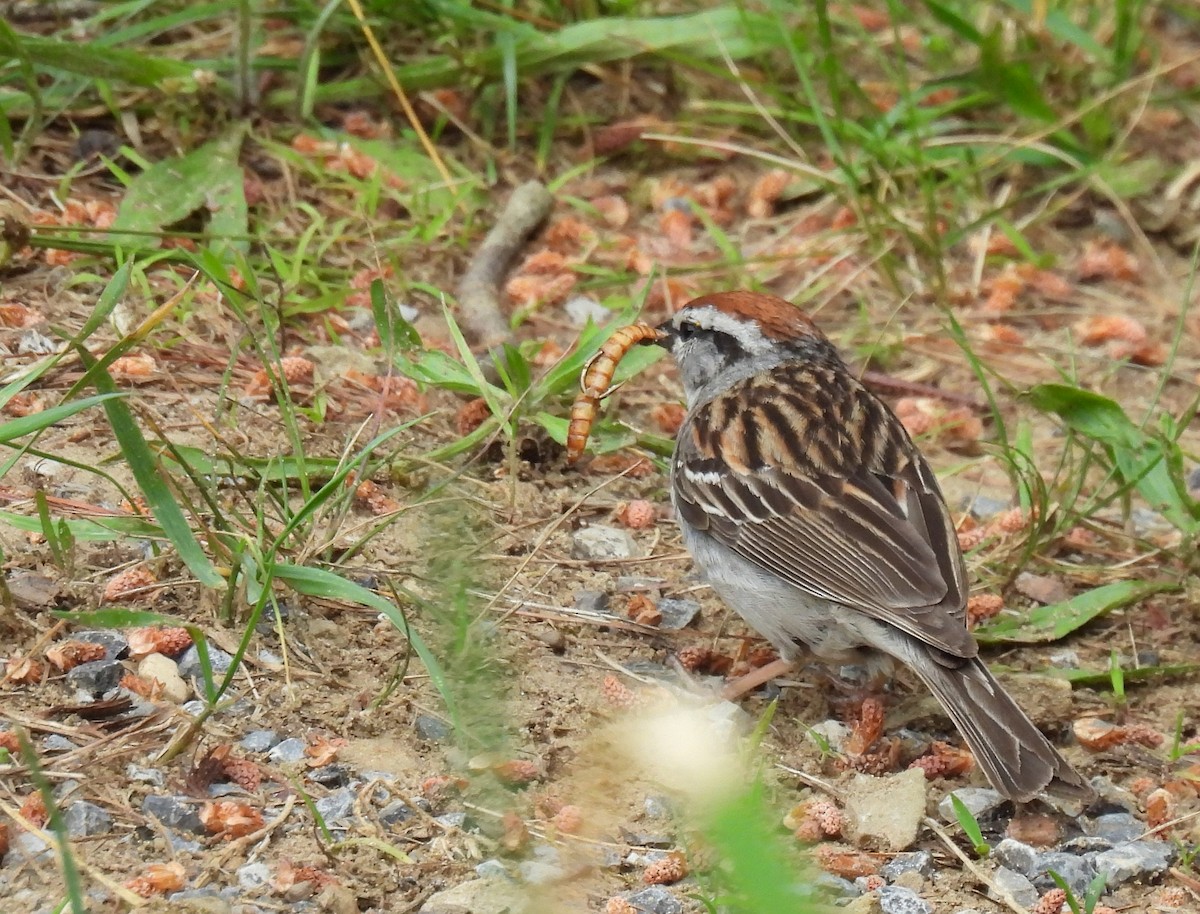 Chipping Sparrow - ML620507189