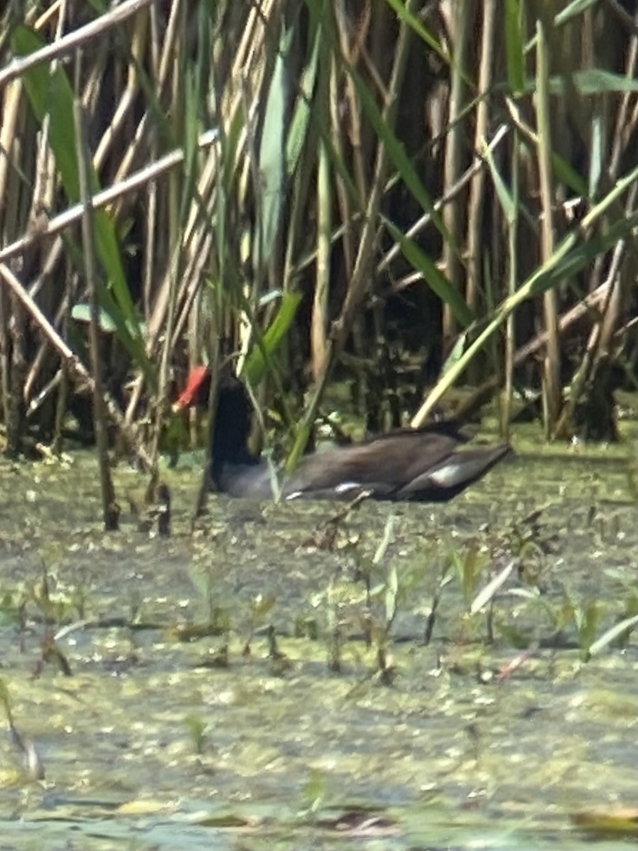 Common Gallinule - Marc Chelemer
