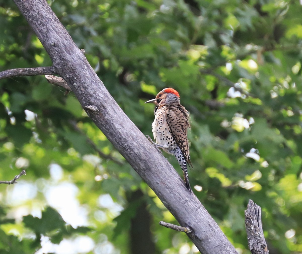 Northern Flicker - ML620507197