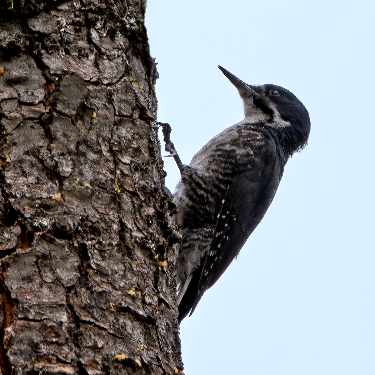 Black-backed Woodpecker - ML620507199