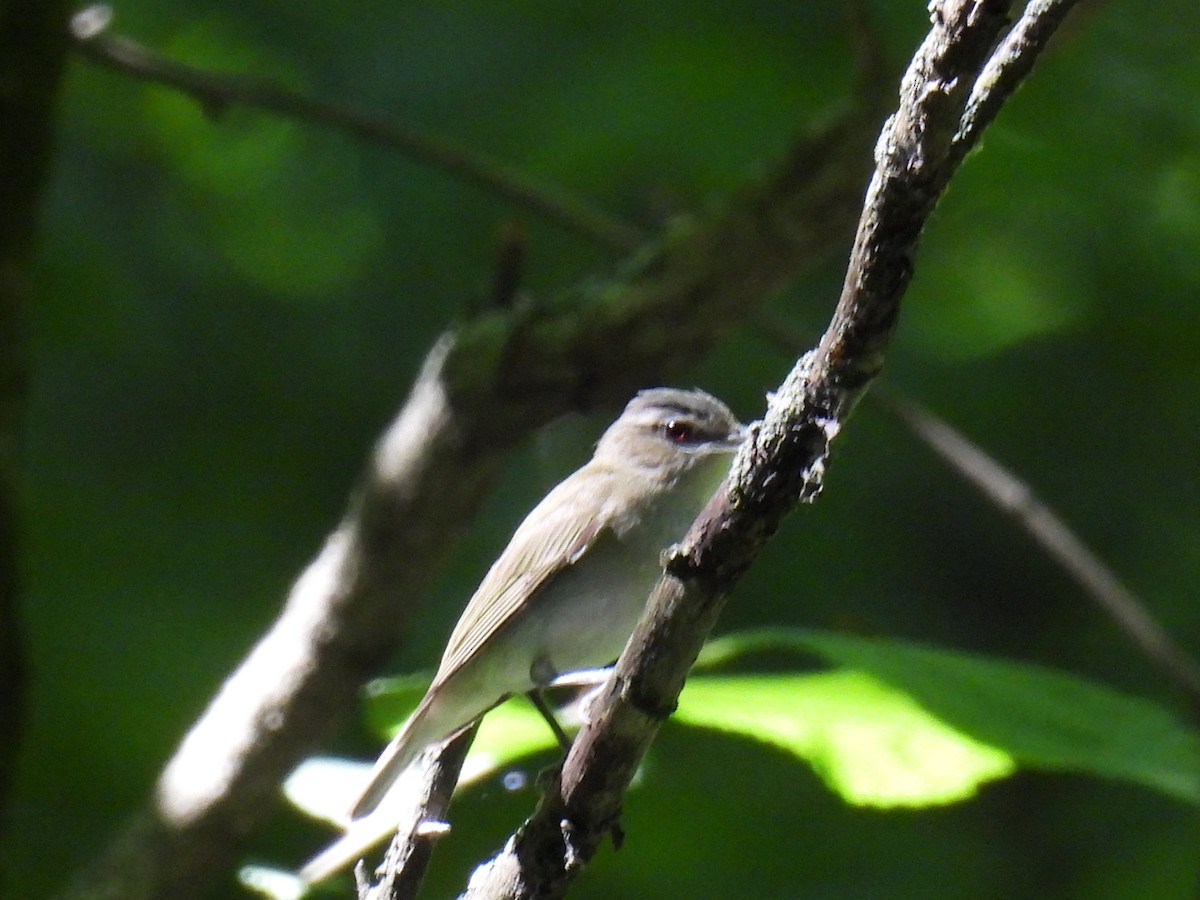 Red-eyed Vireo - ML620507200