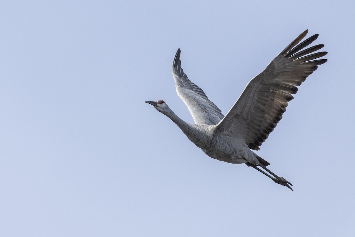 Sandhill Crane (tabida/rowani) - ML620507205