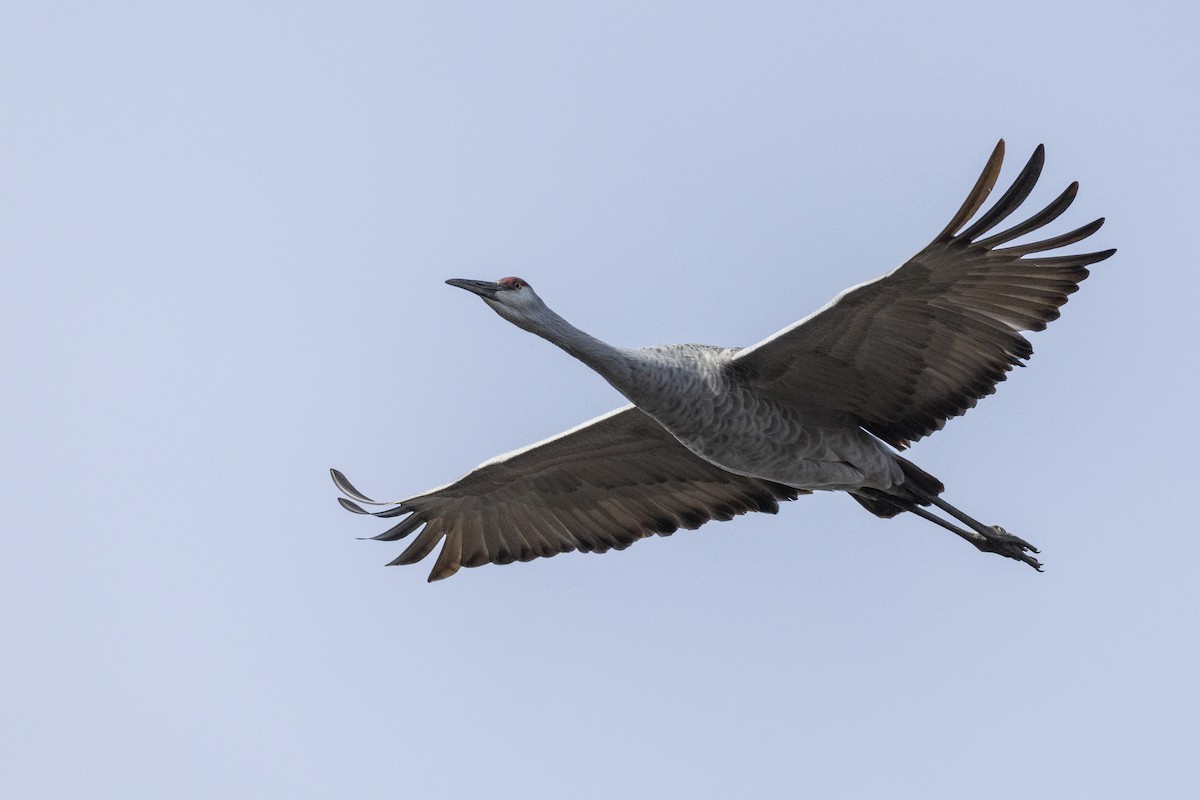 Sandhill Crane (tabida/rowani) - ML620507206