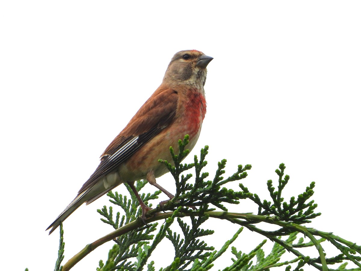 Eurasian Linnet - valerie pelchat