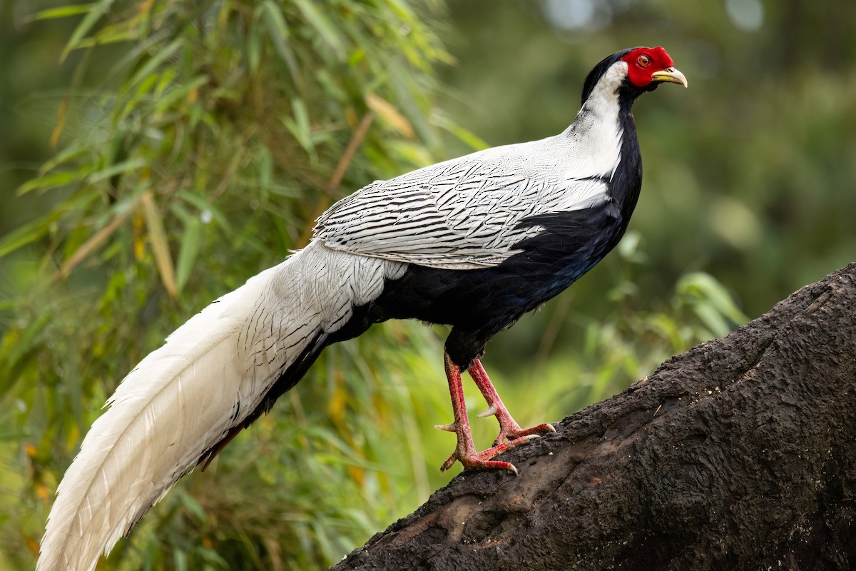 Silver Pheasant - ML620507213