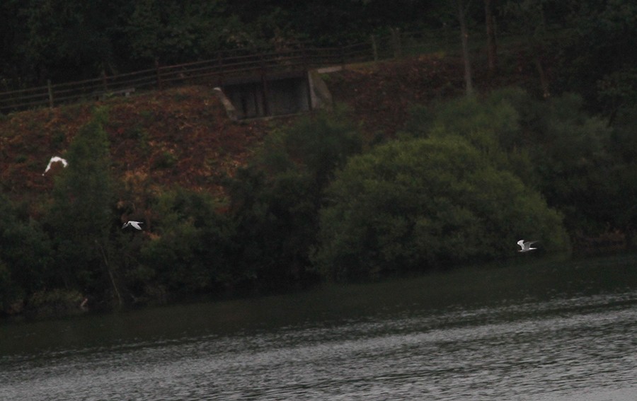 Common Tern - ML620507214